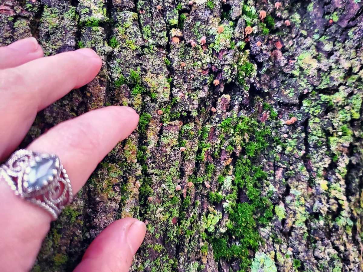 Which Medicine is More Powerful? Nature vs.&nbsp;Reiki?